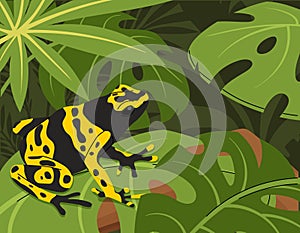 Frog on tropical leaf vector concept