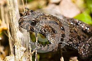 Frog on a twig