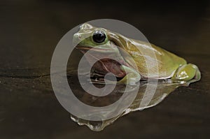 frog