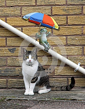 Frog with umbrella parasol sliding down drainpipe and cat posing portrait