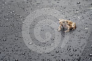 Frog on Umbrella