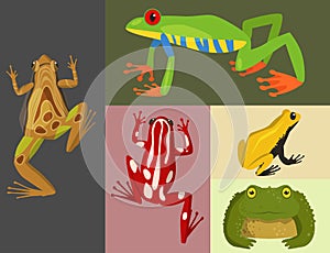 Frog vector cartoon tropical wildlife animal green froggy nature funny illustration toxic toad amphibian.