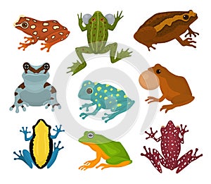 Frog vector froggy character and cartoon amphibian toad in tropical nature illustration set of fauna exotic treefrog and