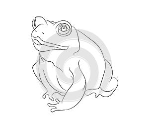 Frog vector illustration, line drawing, vector