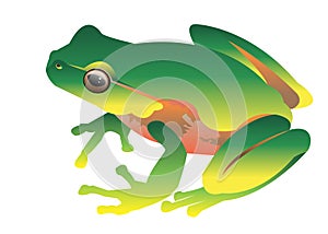 Frog vector toad green small illustration