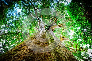 Frog view into the tree top of an old tree in the forest.