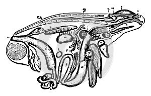 Frog Viscera, vintage illustration