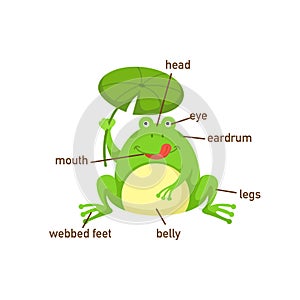 Frog vocabulary part of body.vector