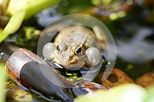 Frog with vocal sacs