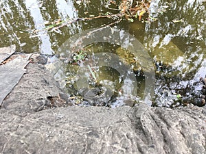 Frog wakes up in the spring