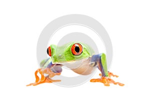 Frog walking isolated on white