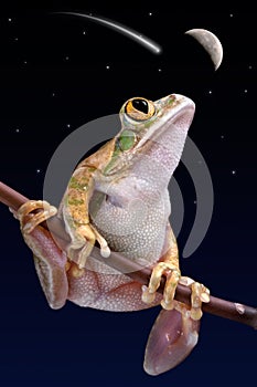 Frog watching shooting star