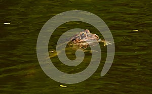 Frog in water