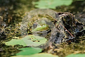 Frog in water