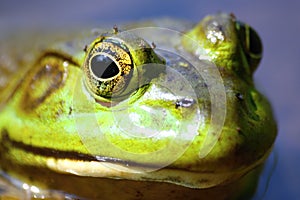 Frog in water