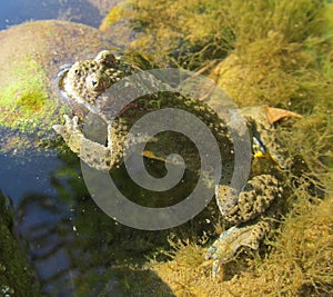 Frog in the water