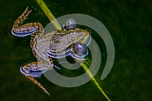 Frog in water. breeding male pool frog Pelophylax lessonae is croaking with vocal sacs in the pond at Lausanne, Switzerland.