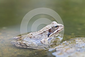 Frog in the water