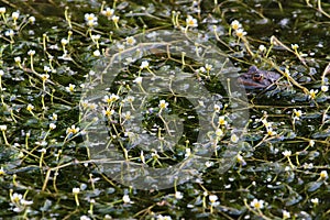 Frog in Water crowfoots flowers Batrachium photo