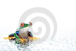 Frog with water droplets