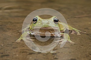 Frog in The Water