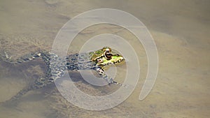 Frog in water