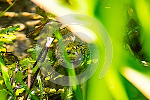 Frog in the water hiding in the grass