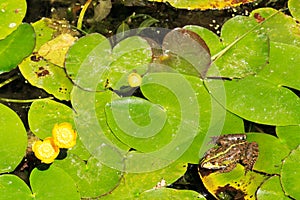 Frog on water lilies in a pond