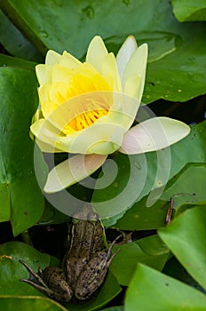Frog and water lilly flower