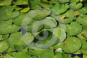 Frog on water lilly leaves