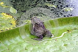 Frog on a water lily leaf