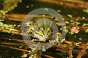 Frog in the water looking at you