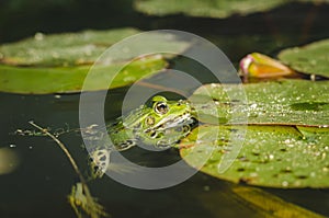 Frog. A frog in water near water lily leaves