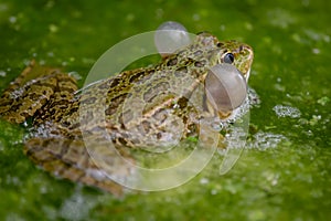 Frog in water. One breeding male pool frog crying with vocal sacs on both sides of mouth in vegetated areas. Pelophylax lessonae