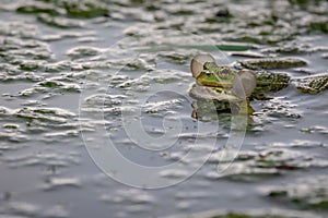 Frog in water. One breeding male pool frog crying with vocal sacs on both sides of mouth in vegetated areas. Pelophylax lessonae