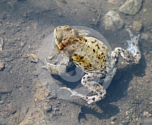 Frog in water