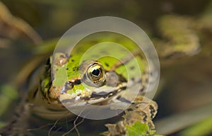 Frog water pelophylax esculentus background