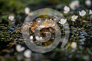 Frog in water. Pool frog crying with vocal sacs on both sides of mouth in vegetated areas. Pelophylax lessonae