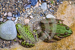 Frog in water. Pool frog resting. Pelophylax lessonae. European frog