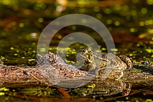 Frog in water. Pool frog resting on tree branch. Pelophylax lessonae. European frog