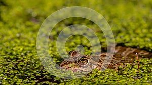 Frog in water. Pool frog swimming. Close-up of Pelophylax lessonae. European frog