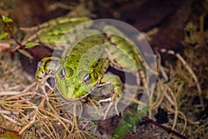 Frog in water. Pool frog swimming in water. Pelophylax lessonae. European frog