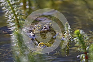 Frog in the water between reeds