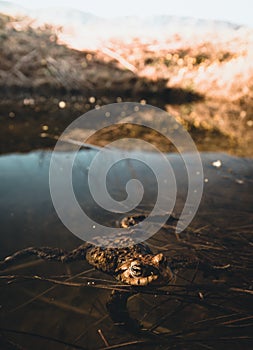 Frog in water rest in the nature lake animal wildlife