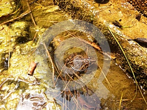 Frog in water sea mammal