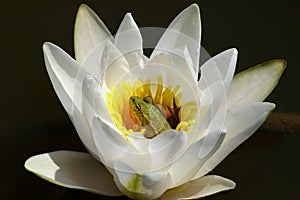 Frog on waterlily flower photo