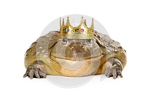 Frog Wearing Prince Crown