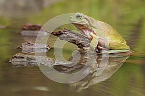 Frog on the wood