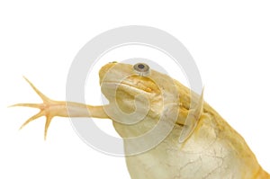 Frog - Xenopus laevis photo