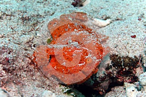 Frogfish Angler Fish Orange Underwater